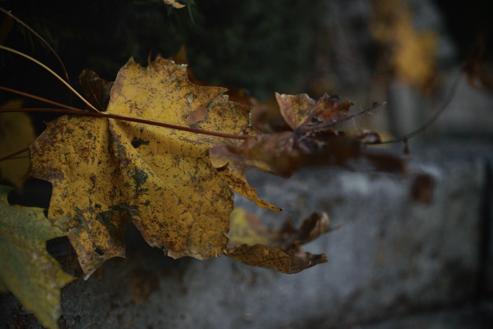 File Dec 08, 3 44 49 PM.jpeg