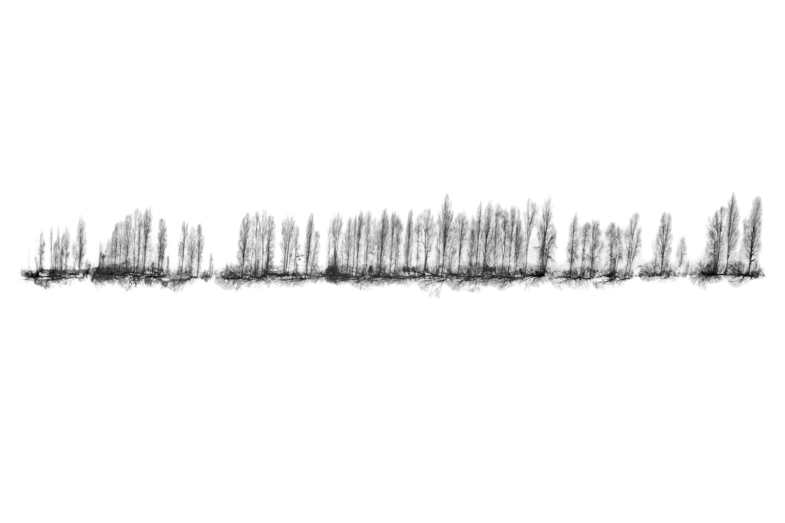 Aerial View of Trees casting Long Shadows on Snowy Field