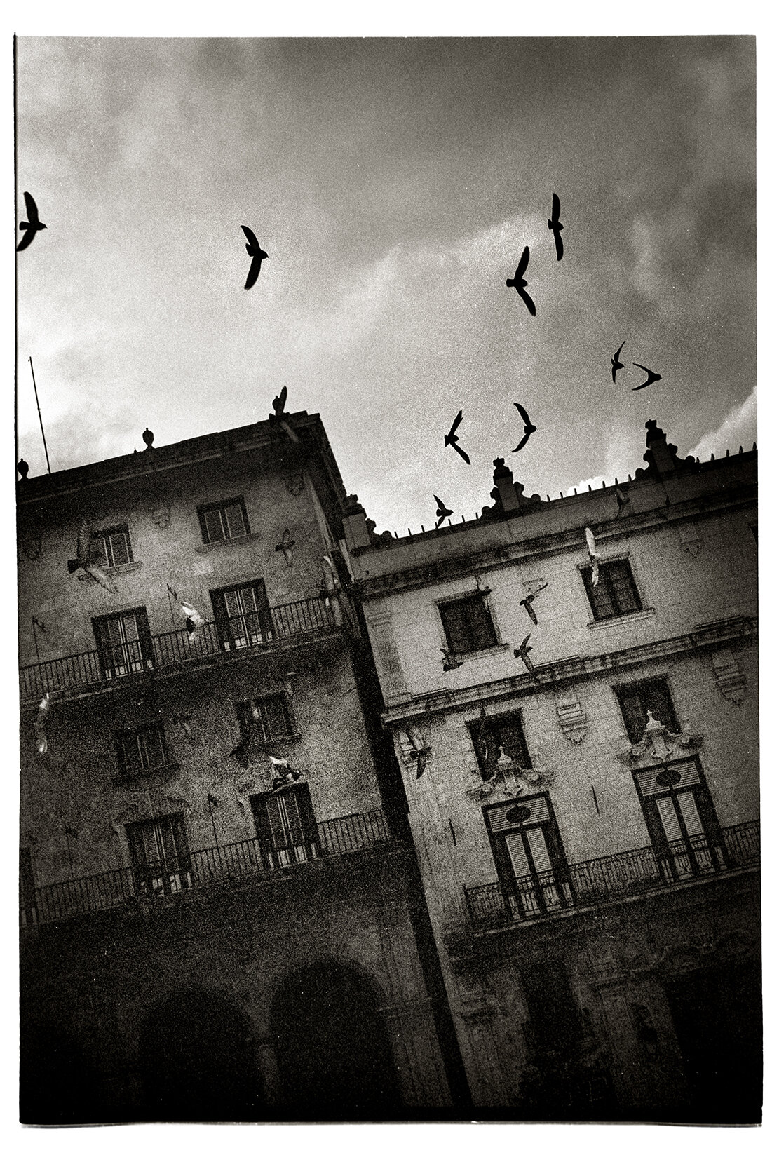 Havana Birds