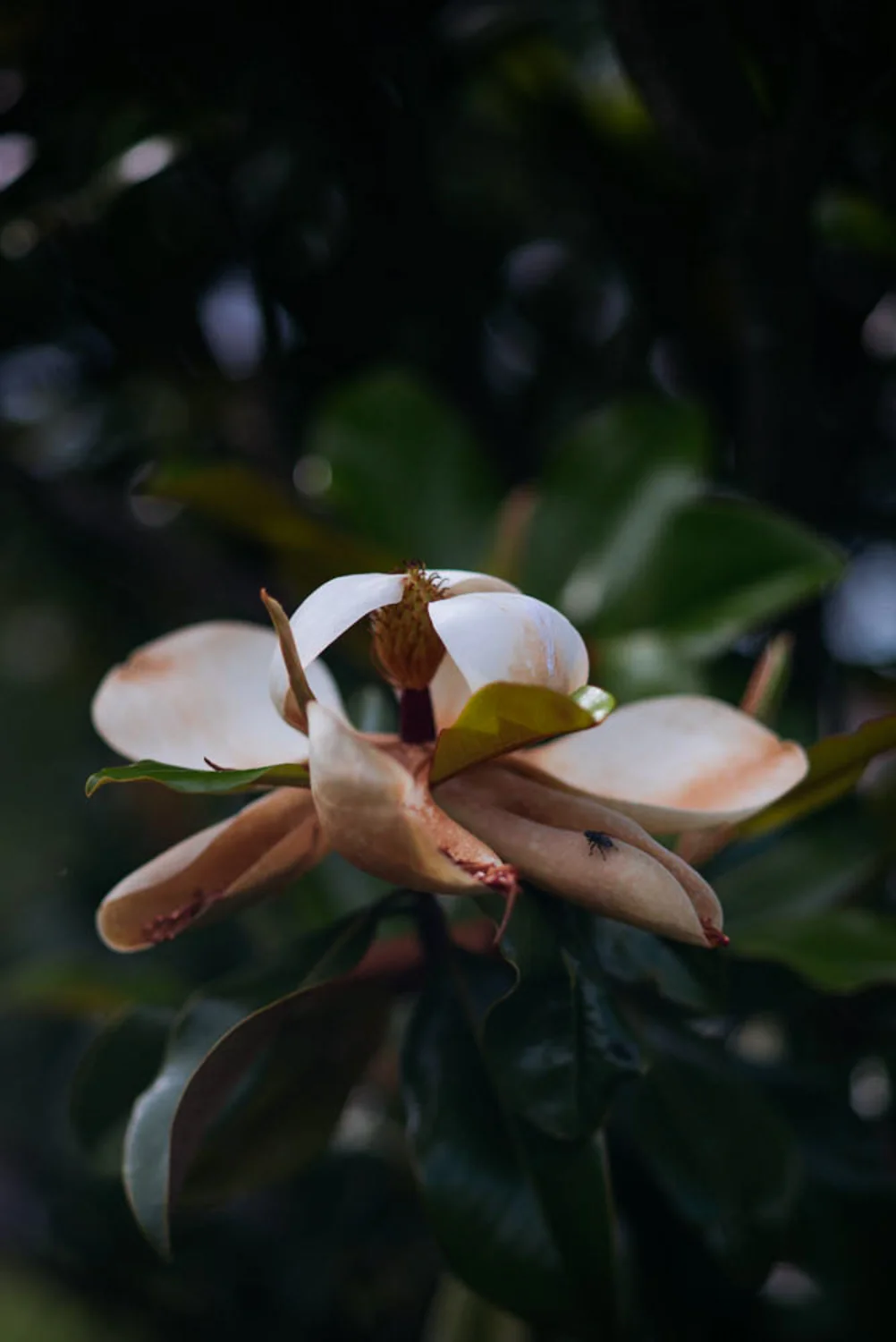 Magnolia Bloom