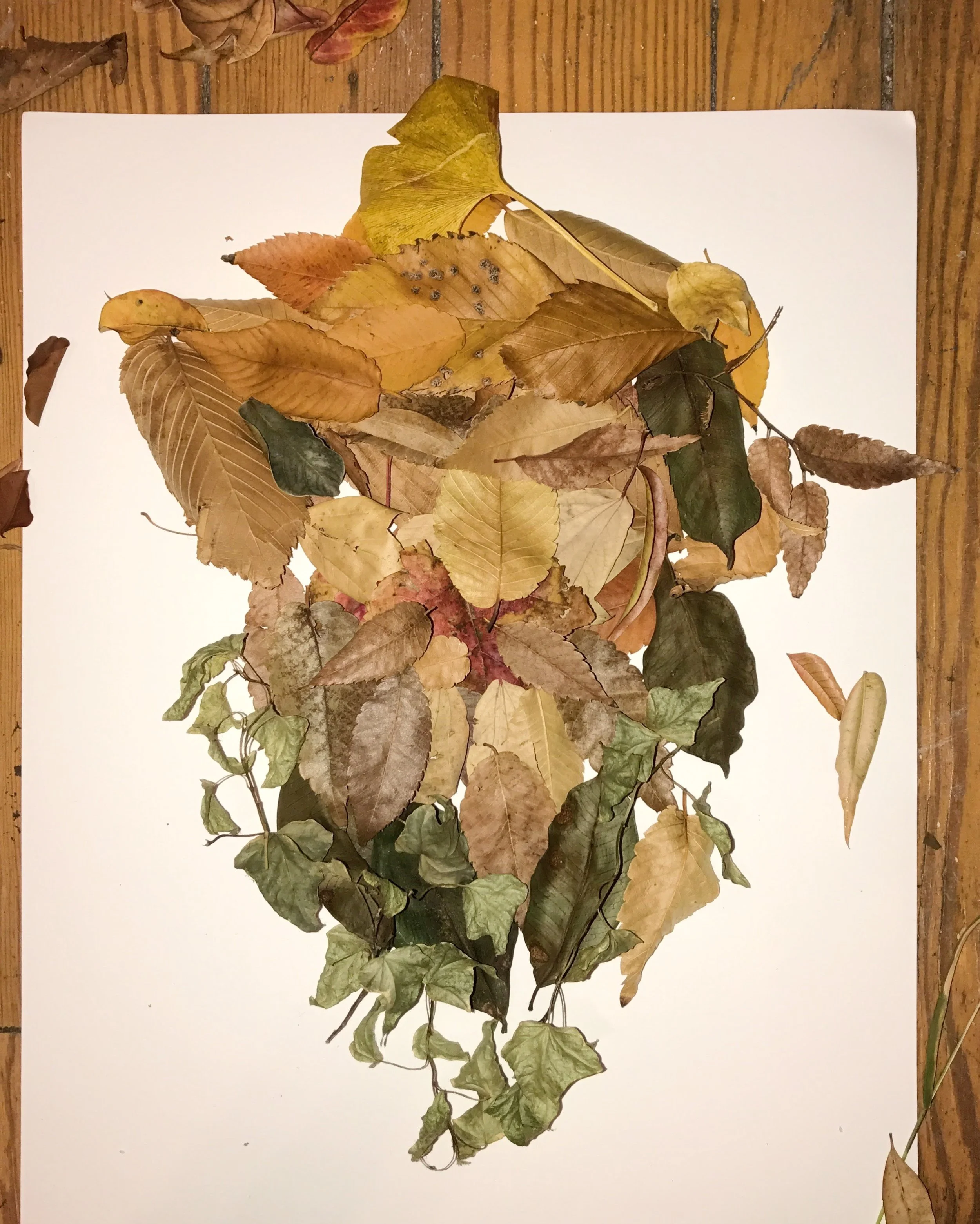 One of my wildly successful leaf portraits.
