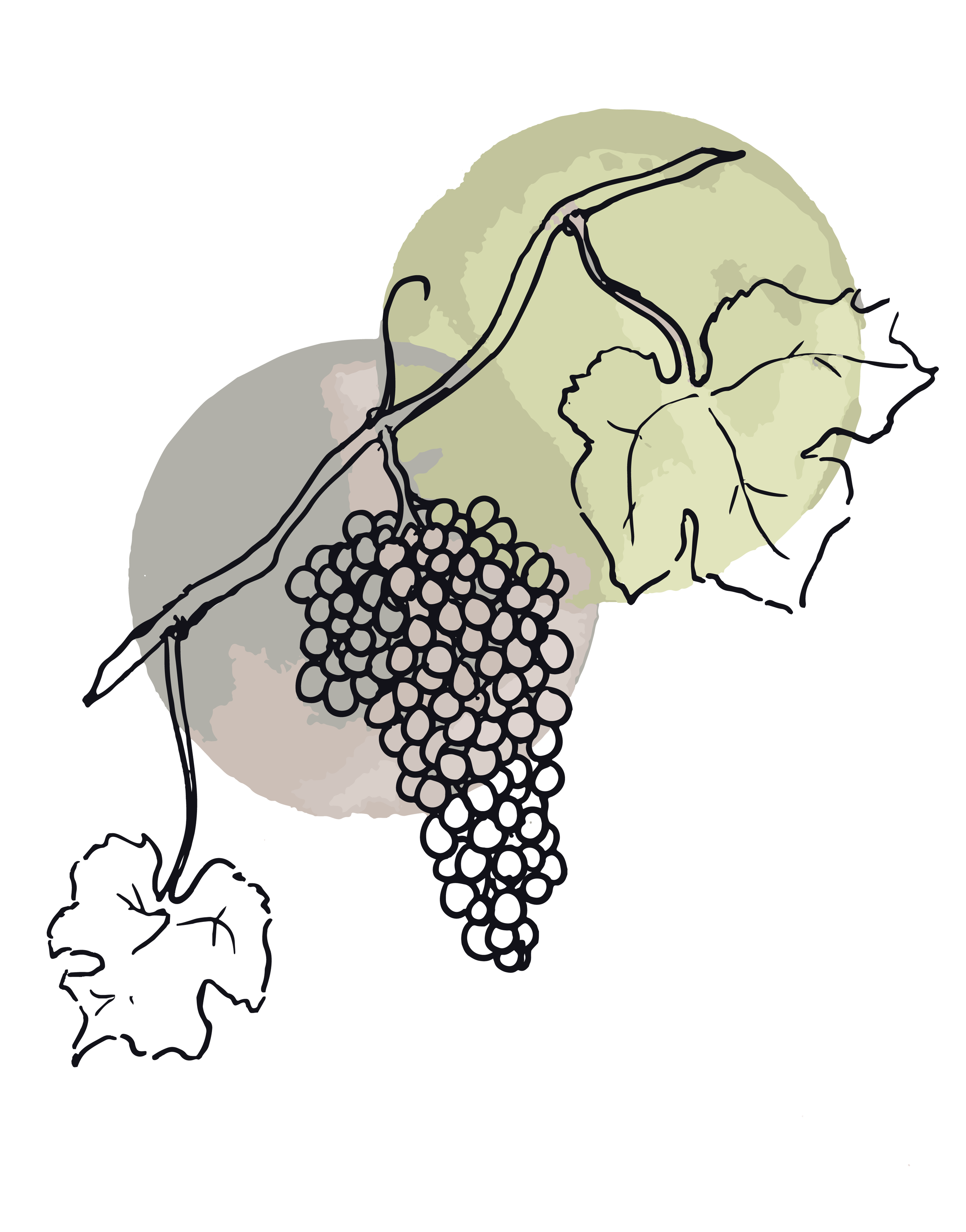 Line drawing of nebbiolo grapes over green and grey inks