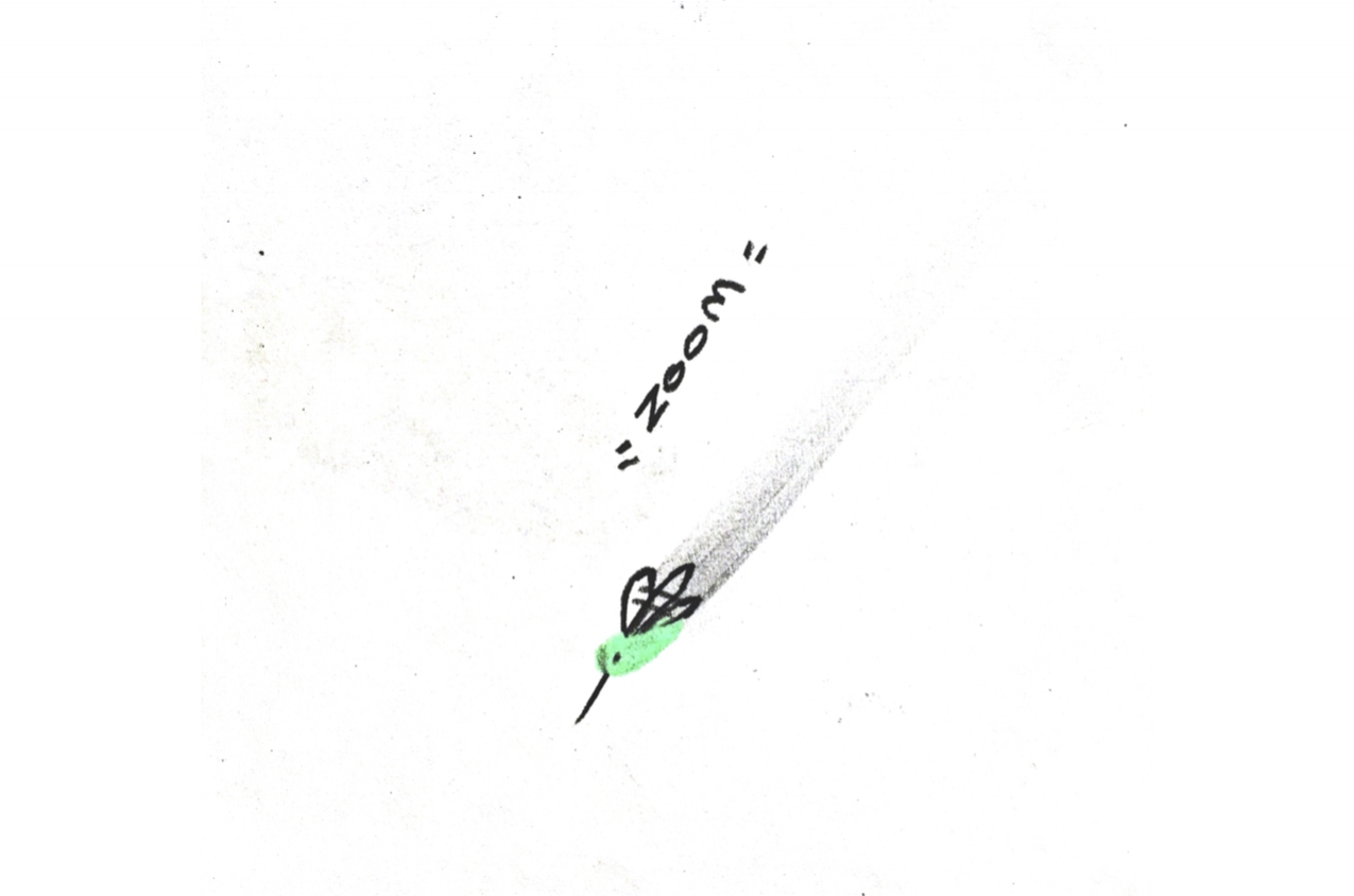 Hummingbird39.jpg