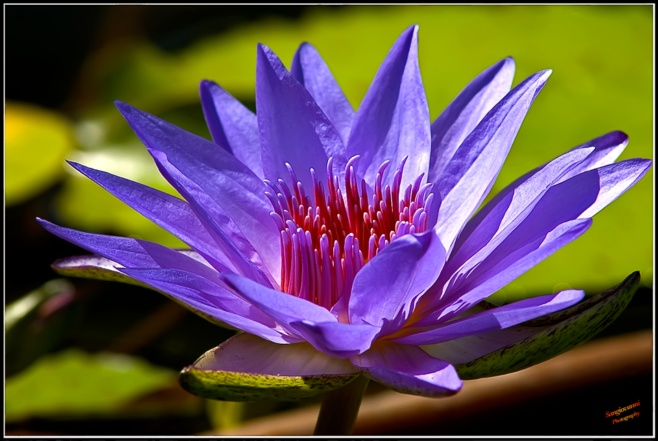 Flower_0188.png