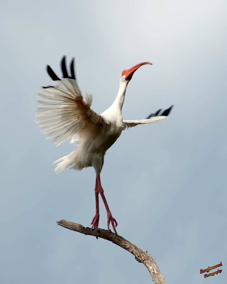 Bird-Ballet.png