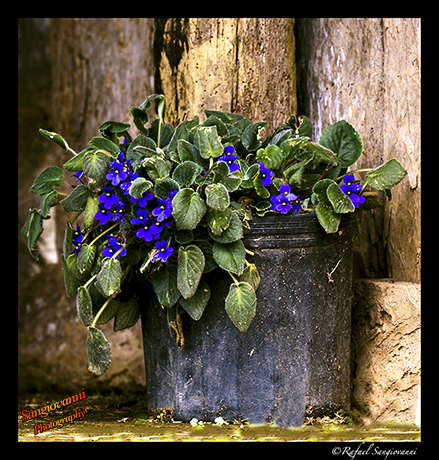 Forgotten-flower-pot.png