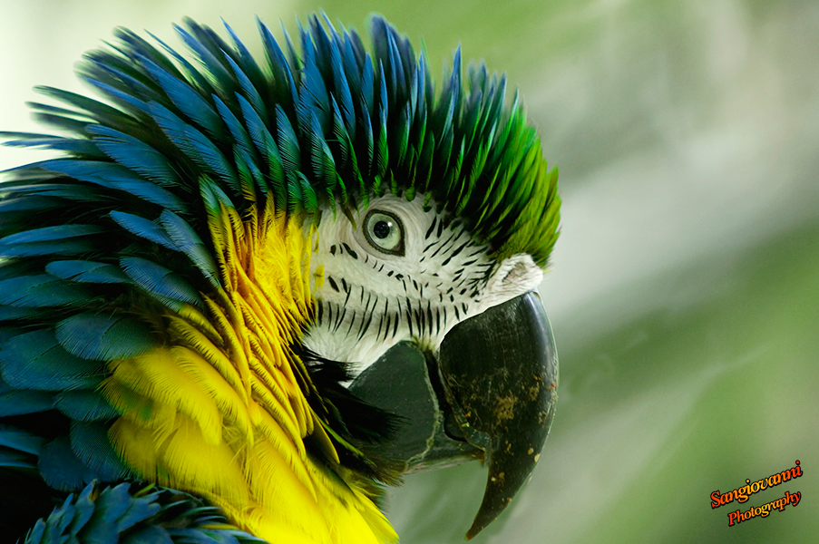 Guacamayo-Azul.png