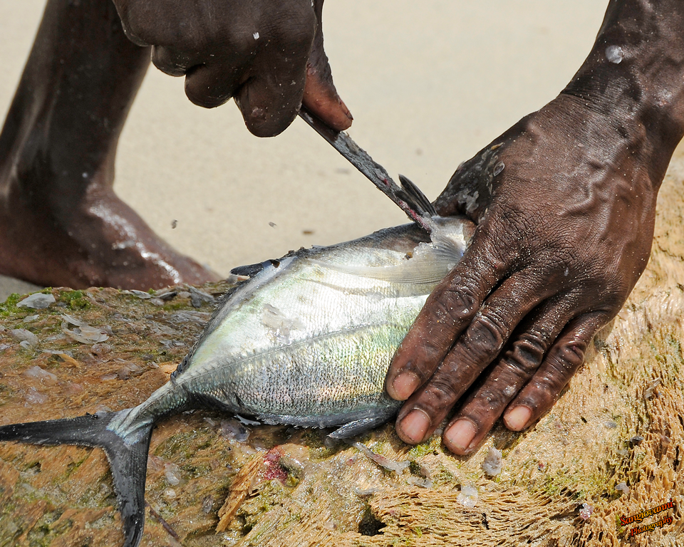 Fisherman_143.png