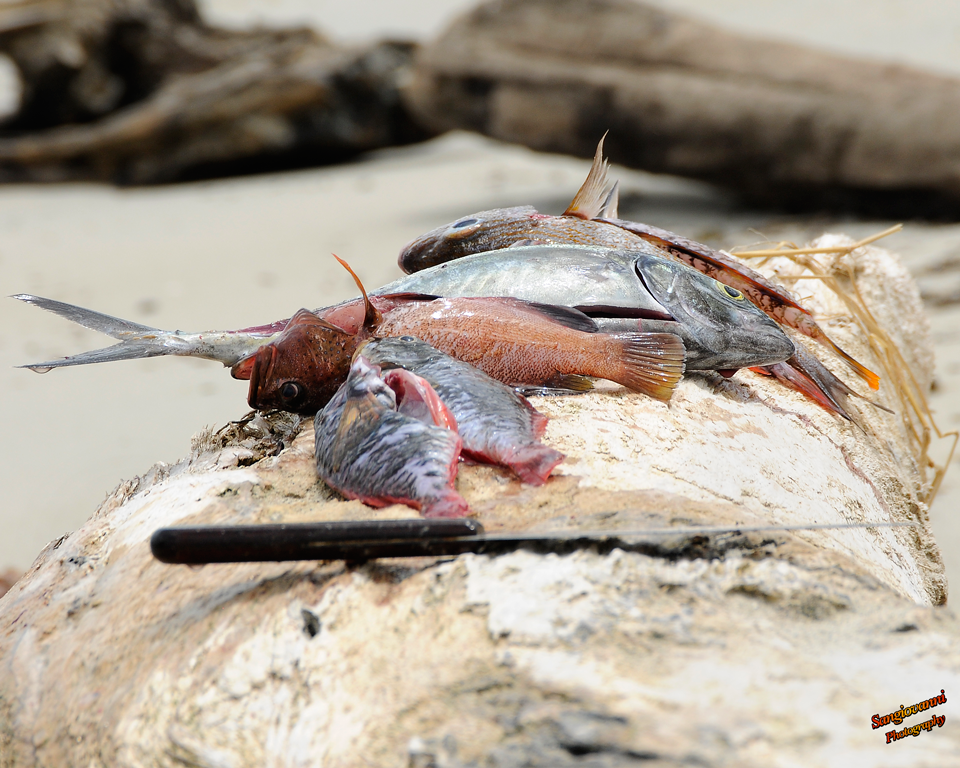 Fisherman_178.png