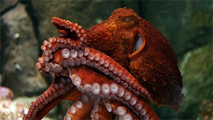 Octopus Butt