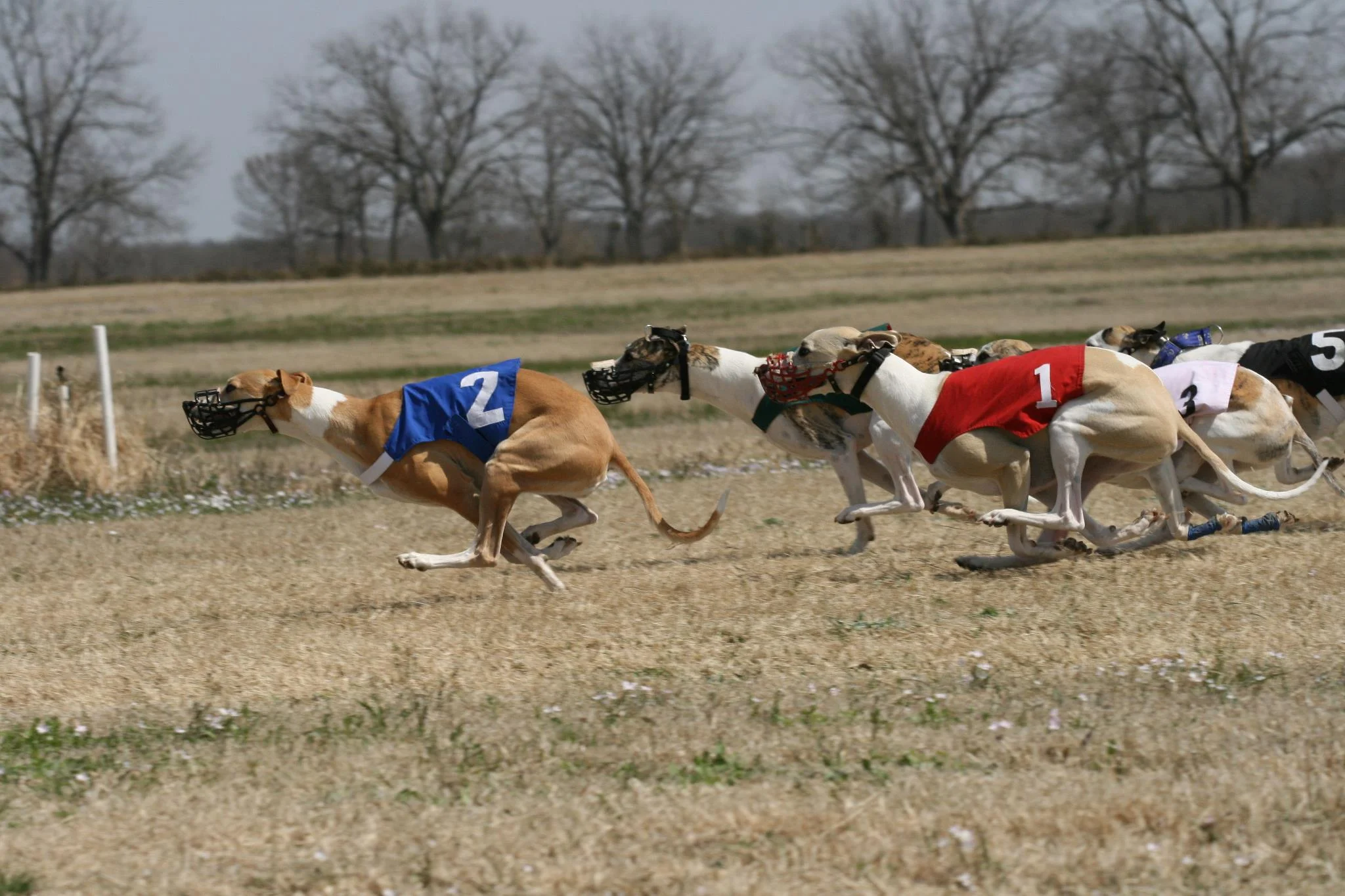 custom built dog cages