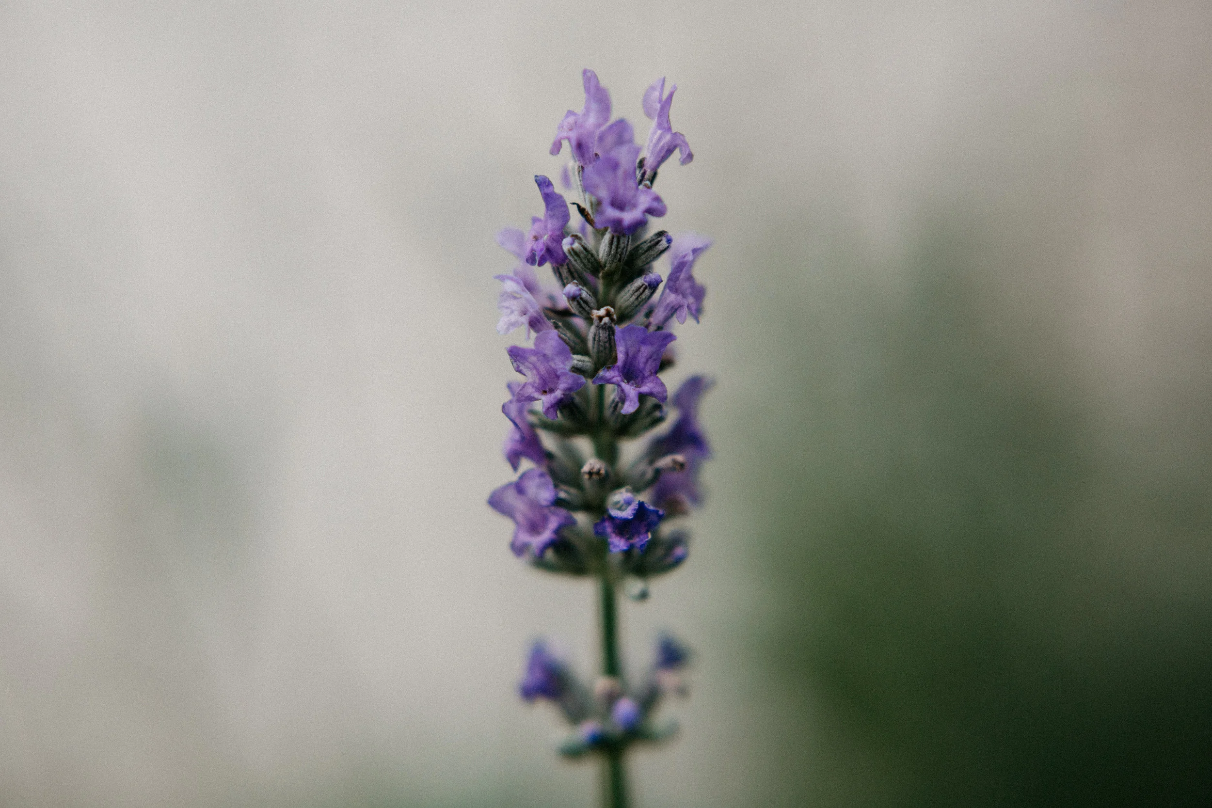 Mindful Medicine - harvest summer 2017-2.jpg