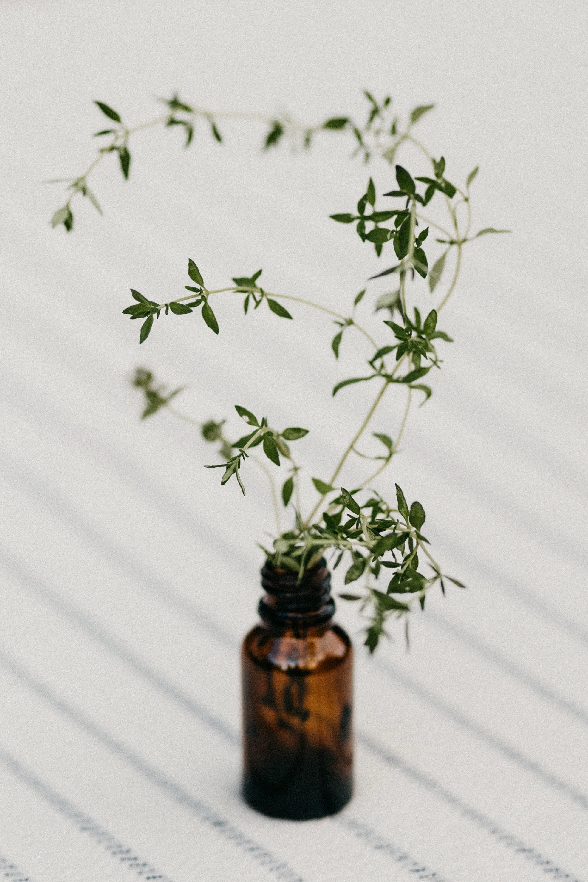 Mindful Medicine - harvest summer 2017-80.jpg