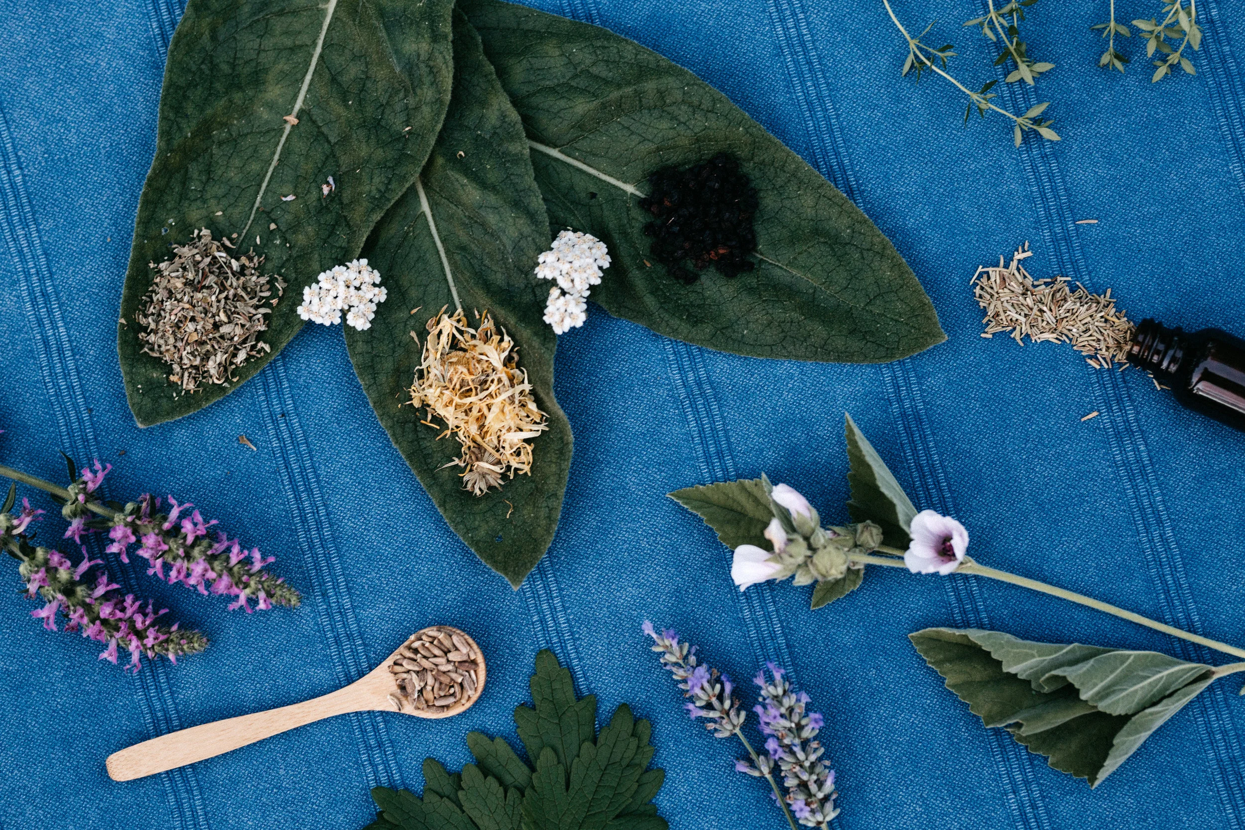 Mindful Medicine - harvest summer 2017-87.jpg