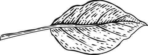 KJP-01_Illustrations-Leaf-1_FINAL.jpg