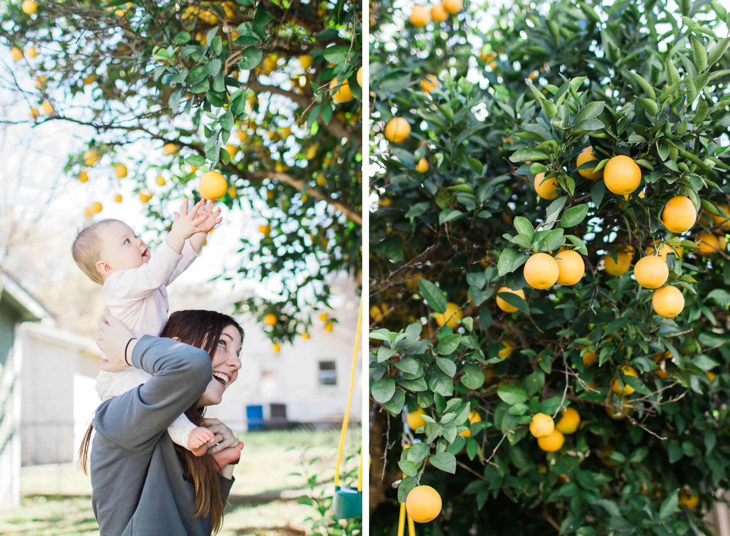 orange tree 1-1.jpg