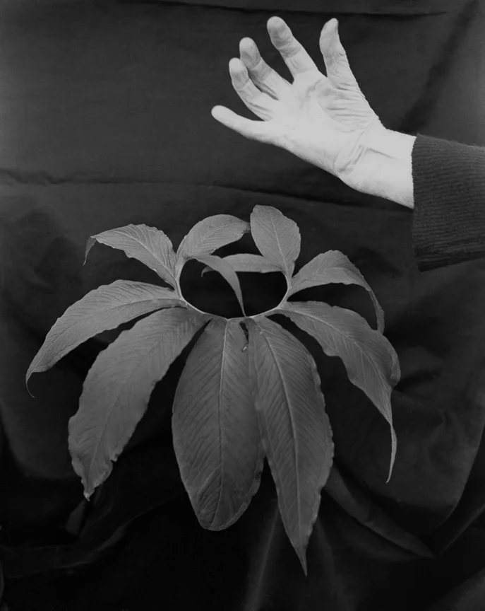 Hand and Leaf of Voodoo Lily, 1972