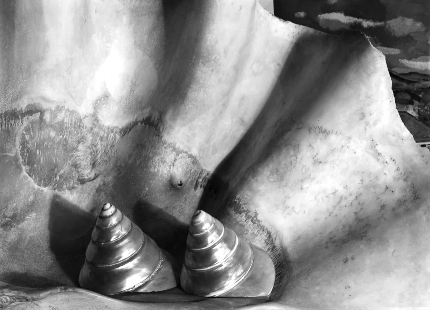 Shells, about 1930