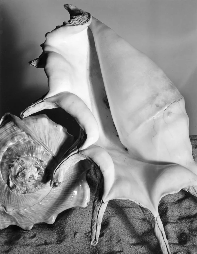 Two Shells about 1930