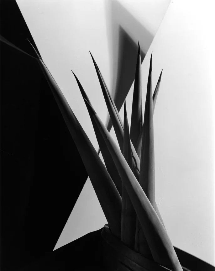 Agave Design 1, 1920s