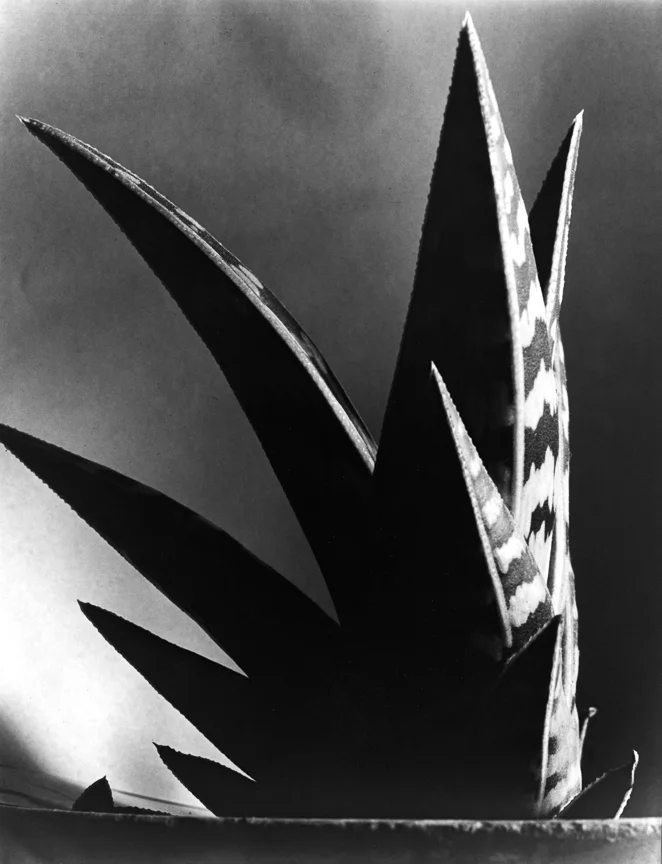 Aloe, 1925