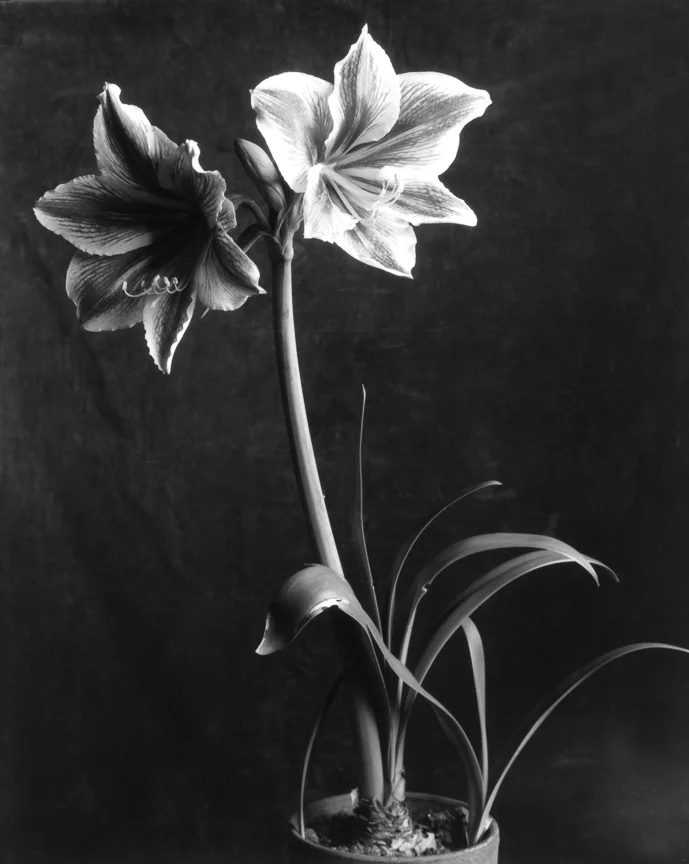 Amaryllis Flower, 1933