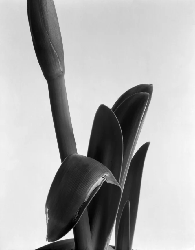 Amaryllis,1933_large