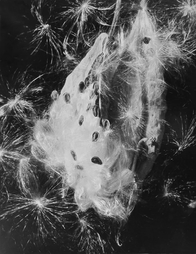 Araugia 2, 1953