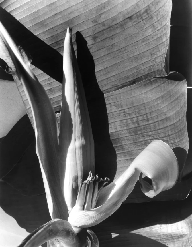 Banana Flower 2, late 1920s