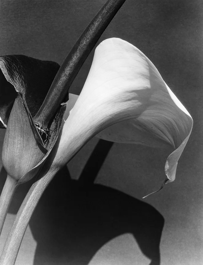 Black and White Lillies, late 1920s