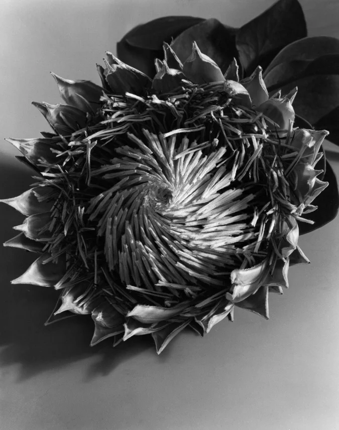 Blossom of Protea, 1935
