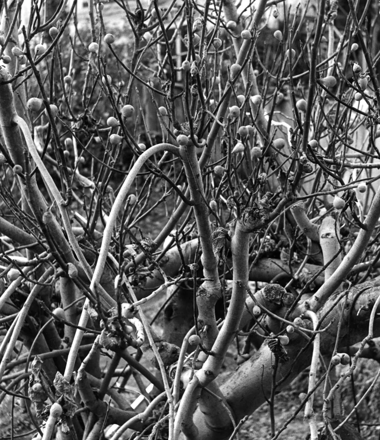 Confusion in the Neighbor's Garden, nd