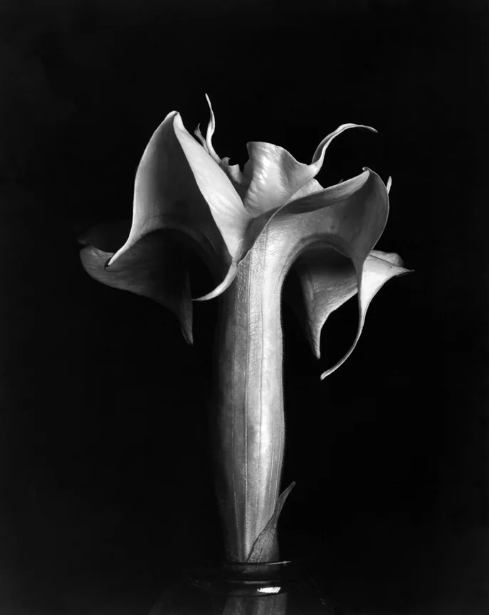 Datura 2, nd