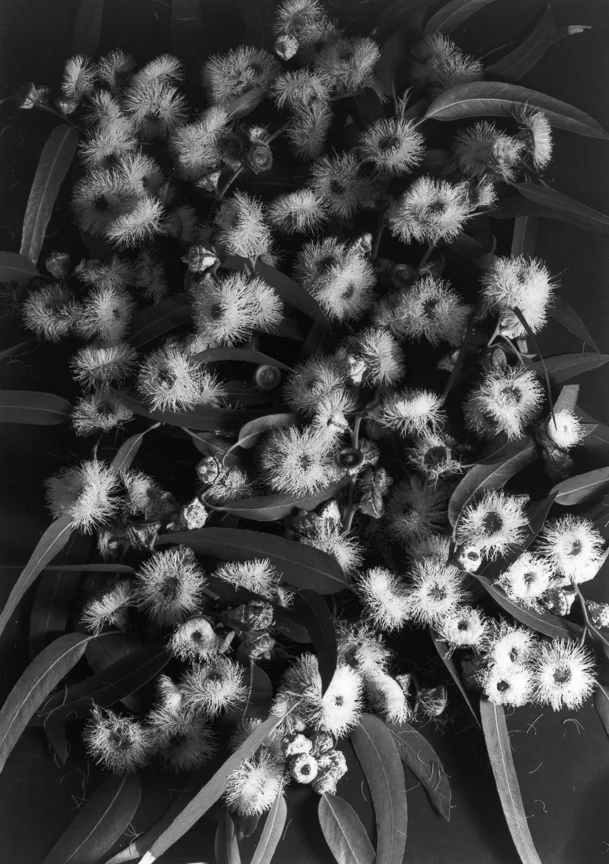 Eucalyptus Flowers, 1930s