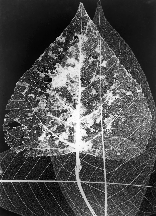 Leaves, 1940s-1950s