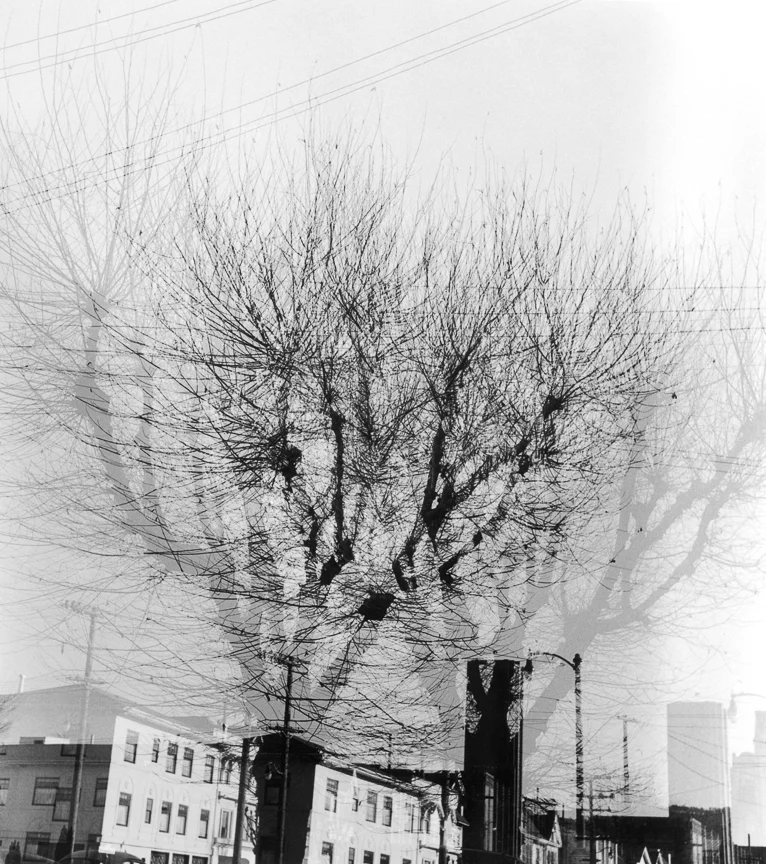 Plane Trees and Buildings, Double, San Francisco, nd