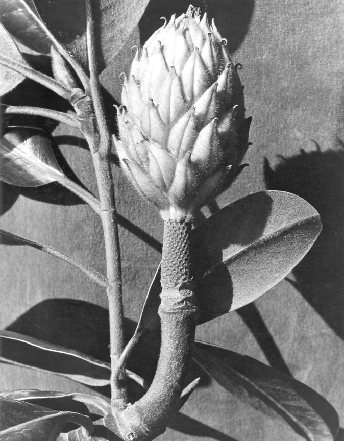 Protea, 1935