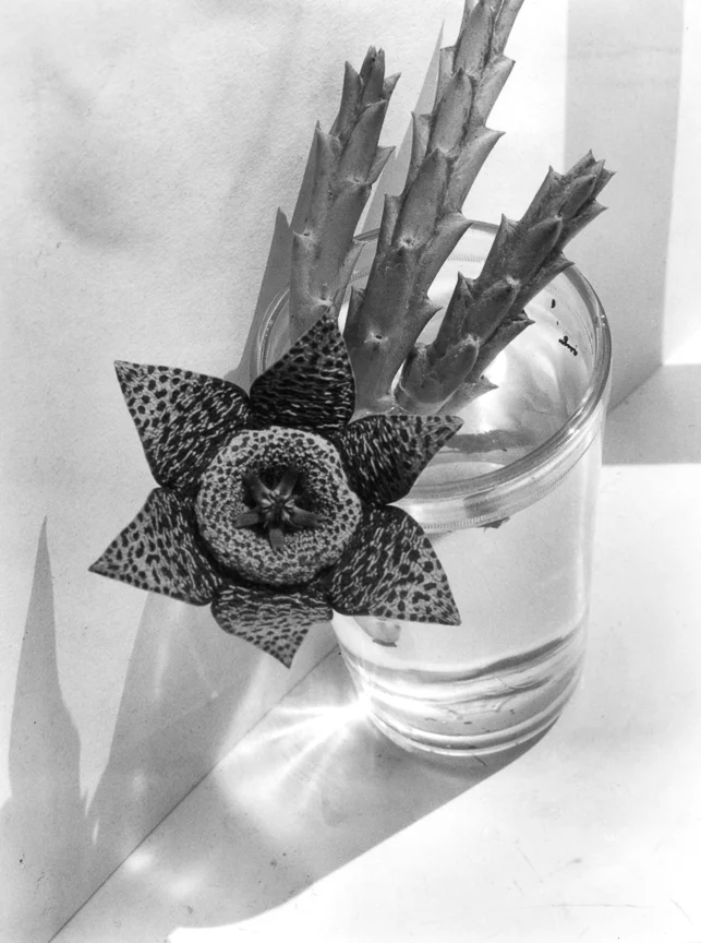 Stapelia in Glass, 1928