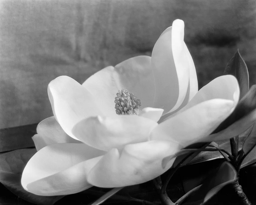The First Magnolia, about 1923
