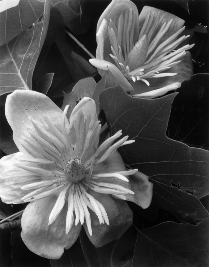 Tulip Tree 2, 1934