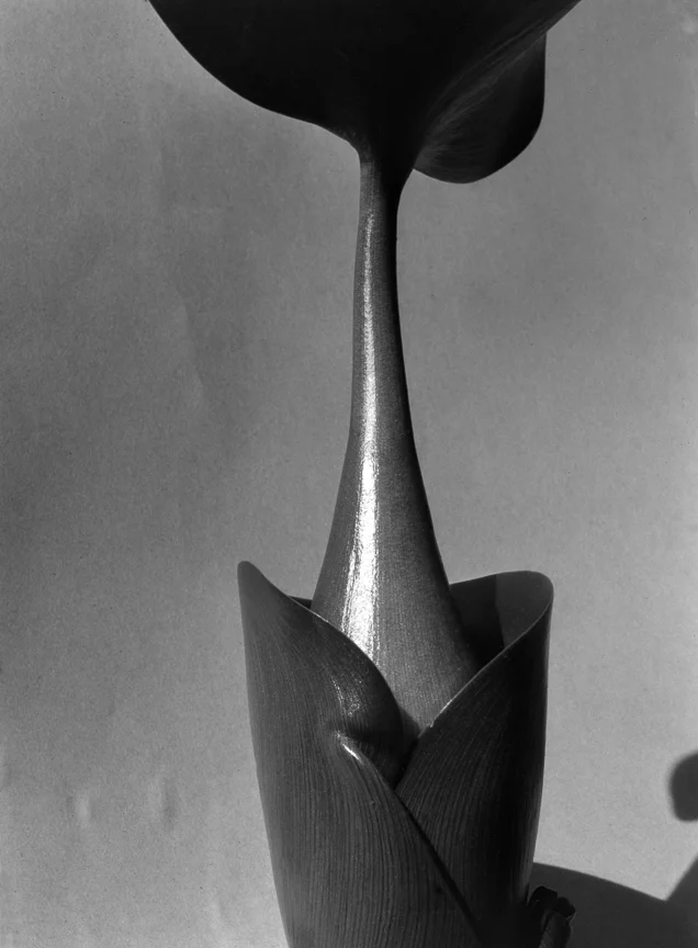 Water Hyacinth, late 1920s_large