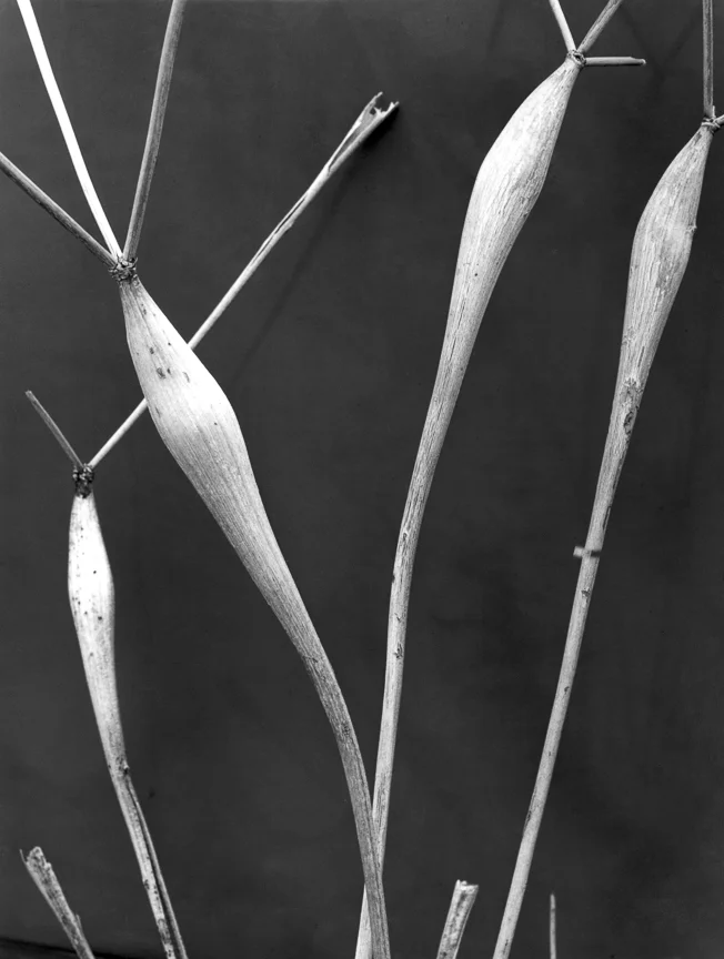 Wild Buckwheat, late 1920s