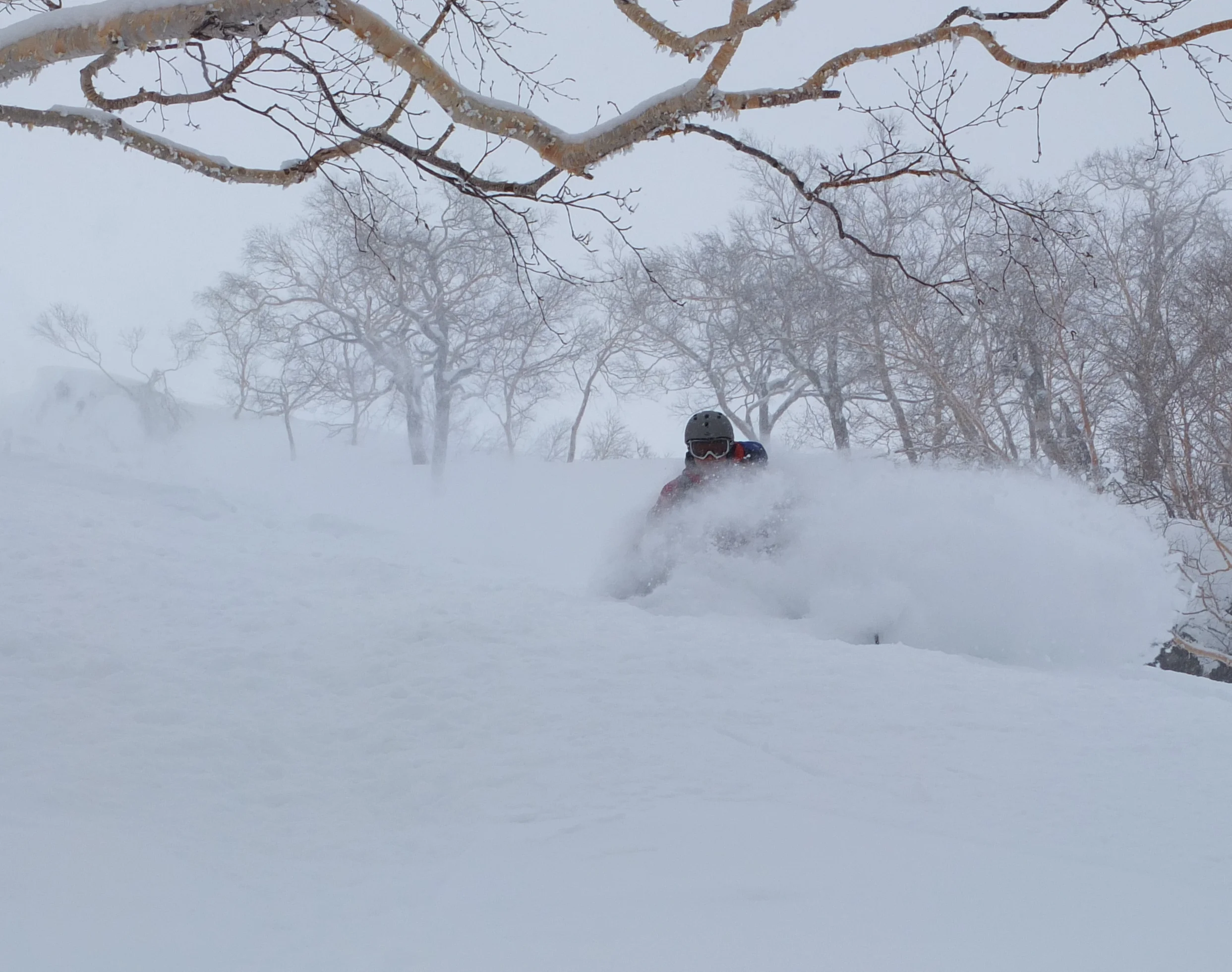 Trees and pow. What Rusutsu does best. © The Powder Project Pty Ltd