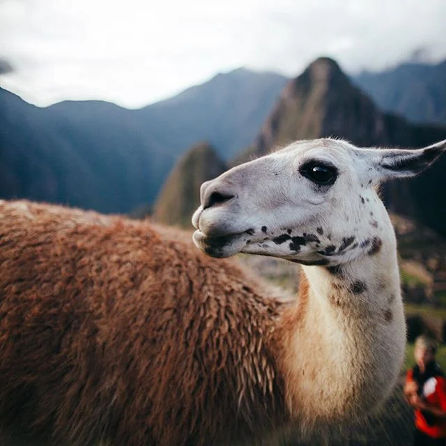 Might only wanna photograph Lamas from now on 😬 Today we wrapped two weeks of filming our Maras Salt Workers short film and tomorrow we head to Ausangate thanks to @killaexpeditions 🙌🏻 happy happy, more Lamas to come 🙏🏻 ⛰ 🇵🇪