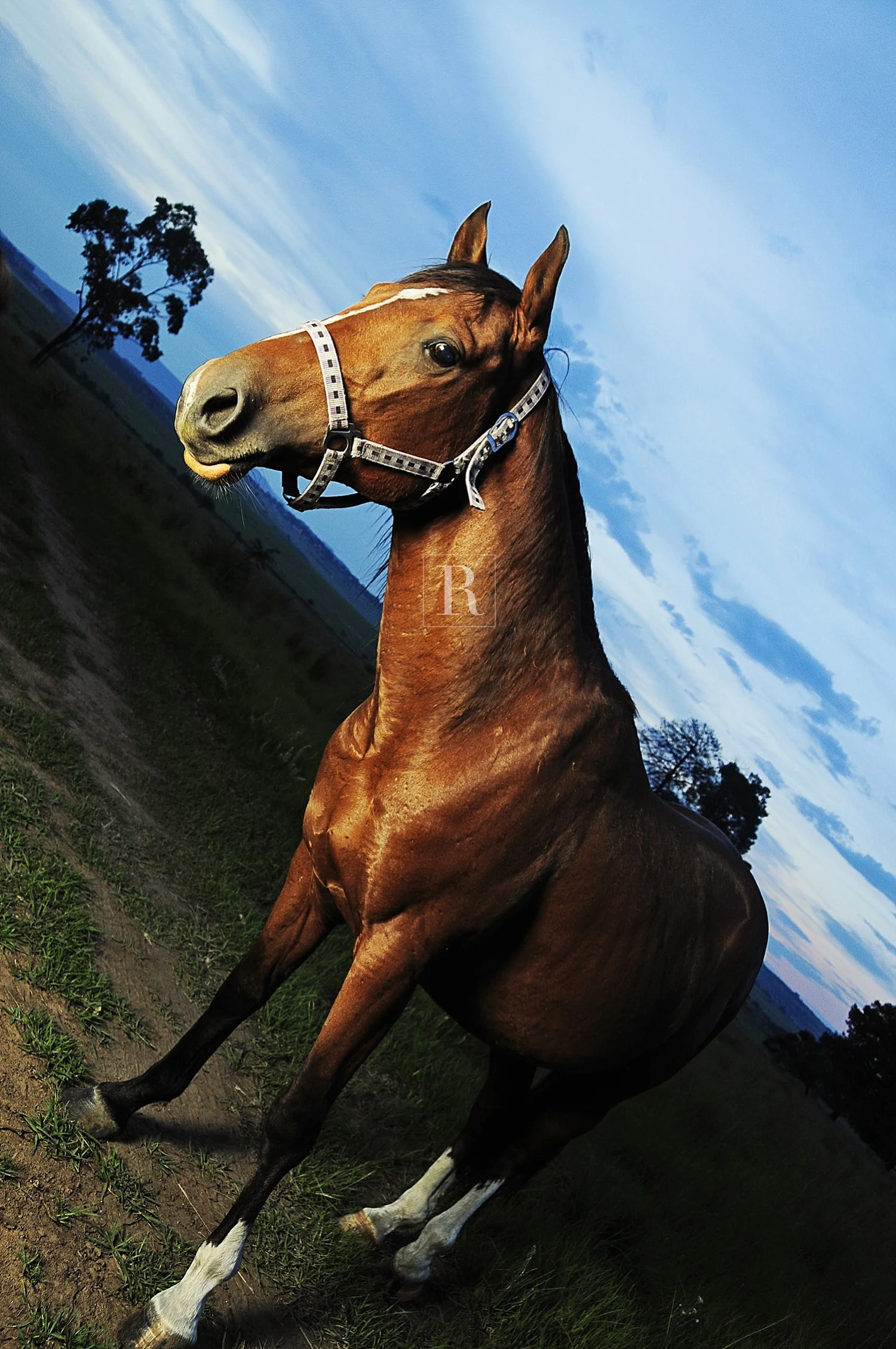 Editorial: A horse with no name