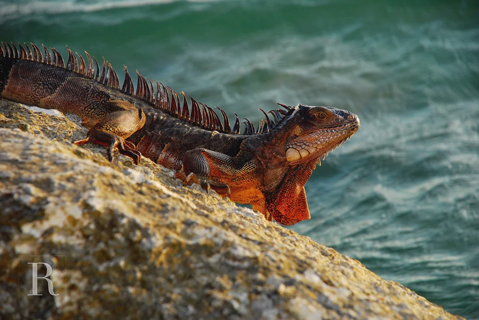 RYAN PARKER PHOTOGRAPHY_TRAVEL_FLORIDA KEYS_IGUANA-.jpg