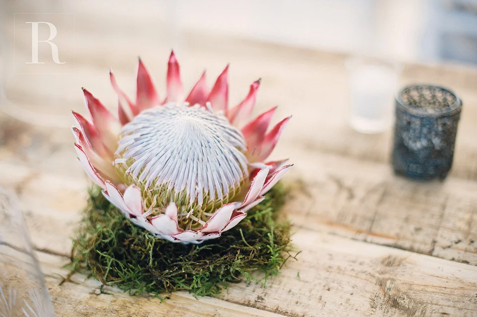 RYAN PARKER PHOTOGRAPHY_WEDDING_JOHANNESBURG_R&M-6341.jpg