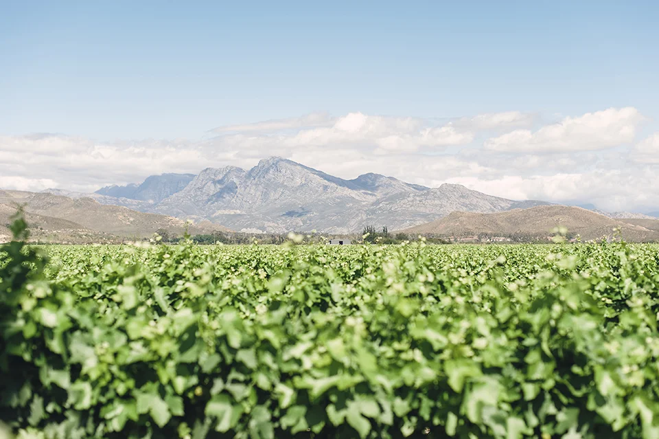 RyanParker_FineArtPhotographer_Travel_Karoo_Bloemhof_DSC_8874.jpg