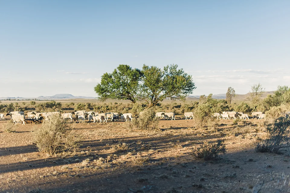 RyanParker_FineArtPhotographer_Travel_Karoo_Bloemhof_DSC_9315.jpg