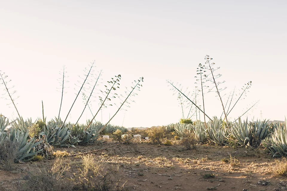 RyanParker_FineArtPhotographer_Travel_Karoo_Bloemhof_DSC_9322.jpg